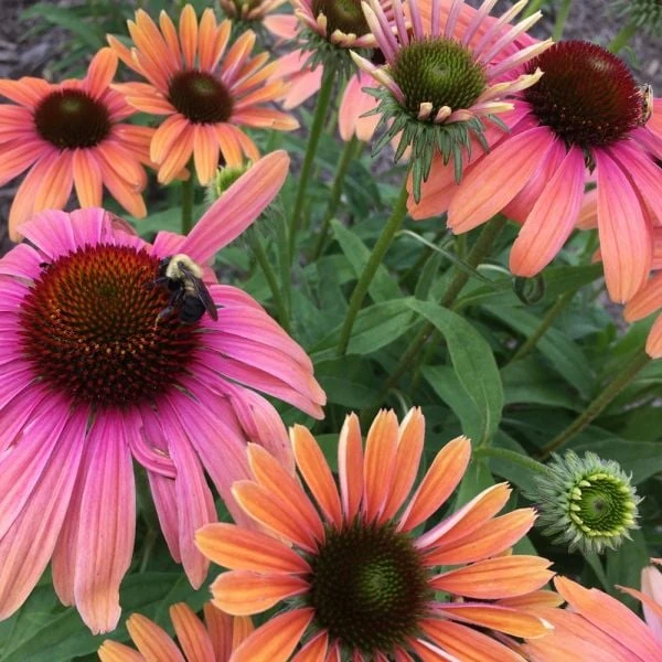 Echinacea Purpurea Butterfly™ Rainbow Marcella 4 Echinacea Purpurea Butterfly™ Rainbow Marcella - Image 2