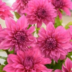 Dahlia 'Café Au Lait Rosé' -Garden Bloomy Shop x600 25986