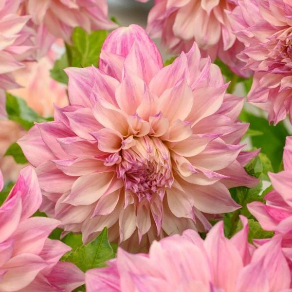 Dahlia 'Café Au Lait Royal' 6 Dahlia 'Café Au Lait Royal' - Image 4