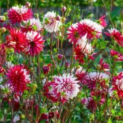 Dahlia 'Rebecca's World' 9 Dahlia 'Rebecca's World' -Garden Bloomy Shop x600 25988