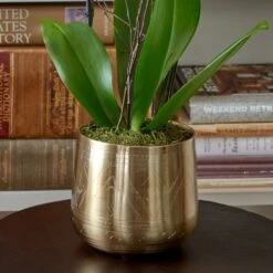 Yellow Moth Orchid In Golden Metal Cachepot -Garden Bloomy Shop x600 26007
