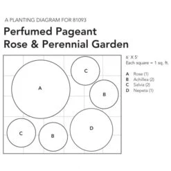 Perfumed Pageant Rose & Perennial Garden -Garden Bloomy Shop x600 26067