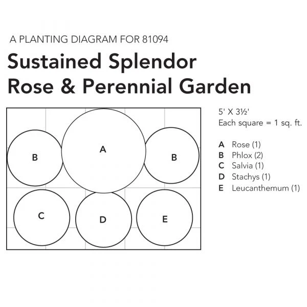 Sustained Splendor Rose & Perennial Garden 9 Sustained Splendor Rose & Perennial Garden - Image 7