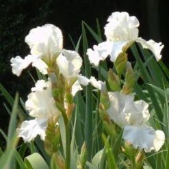 Iris Germanica 'Immortality' - Reblooming -Garden Bloomy Shop x600 26072