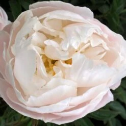 Peony 'Moonstone' -Garden Bloomy Shop x600 26103