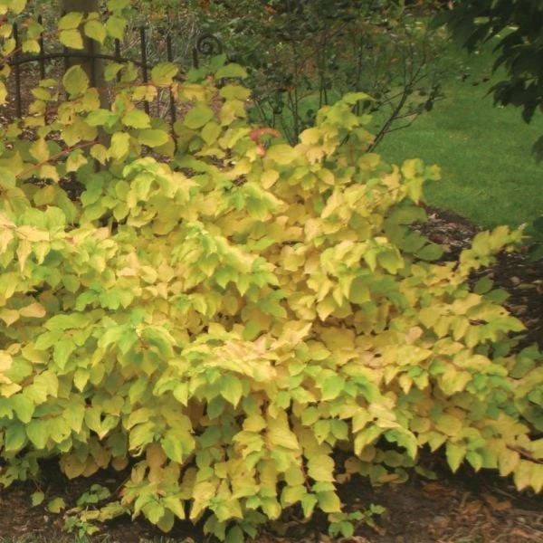 Cornus Sanguinea Arctic Sun® 3 Cornus Sanguinea Arctic Sun®