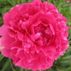 Peony 'Felix Supreme' -Garden Bloomy Shop x600 26201