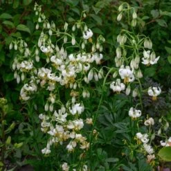 Lilium Martagon 'Snowy Morning' -Garden Bloomy Shop x600 26227