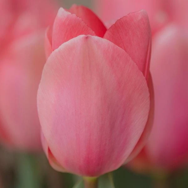Tulip 'Christmas Pink' 4 Tulip 'Christmas Pink' - Image 2
