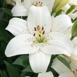 Lilium Pastel Shades Mix For Naturalizing -Garden Bloomy Shop x600 26274
