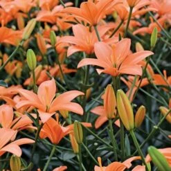 Lilium Pastel Shades Mix For Naturalizing -Garden Bloomy Shop x600 26277