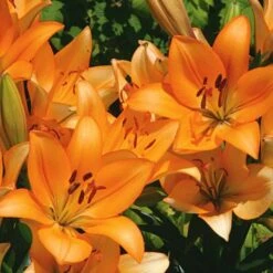 Lilium Pastel Shades Mix For Naturalizing -Garden Bloomy Shop x600 26278
