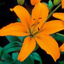 Lilium Pastel Shades Mix For Naturalizing -Garden Bloomy Shop x600 26281