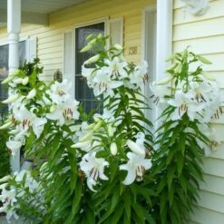 Lilium 'Casa Blanca' 9 Lilium 'Casa Blanca' -Garden Bloomy Shop x600 26344