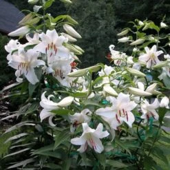 Lilium 'Casa Blanca' 10 Lilium 'Casa Blanca' -Garden Bloomy Shop x600 26345