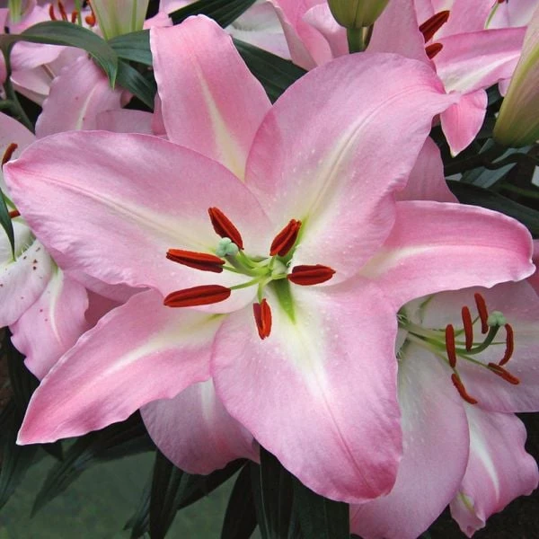 Lilium 'Pink Pearl' 3 Lilium 'Pink Pearl'