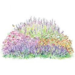 Monarch Butterfly Perennial Garden -Garden Bloomy Shop x600 26352