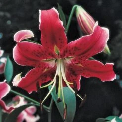 Lilium Mix - The Perfumed Garden -Garden Bloomy Shop x600 26368