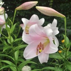 Lilium Mix - The Perfumed Garden -Garden Bloomy Shop x600 26370