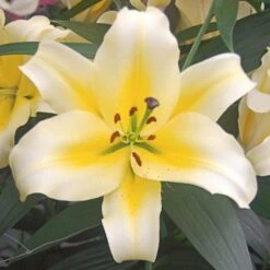 Lilium Mix - The Perfumed Garden -Garden Bloomy Shop x600 26372