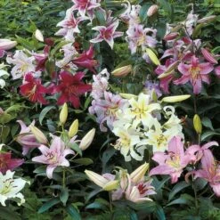 Lilium Mix - The Perfumed Garden -Garden Bloomy Shop x600 26373