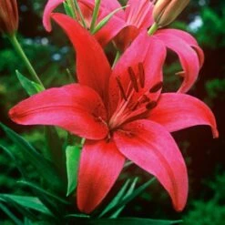 Strawberries & Cream Lilium Mix 21 Strawberries & Cream Lilium Mix -Garden Bloomy Shop x600 26376