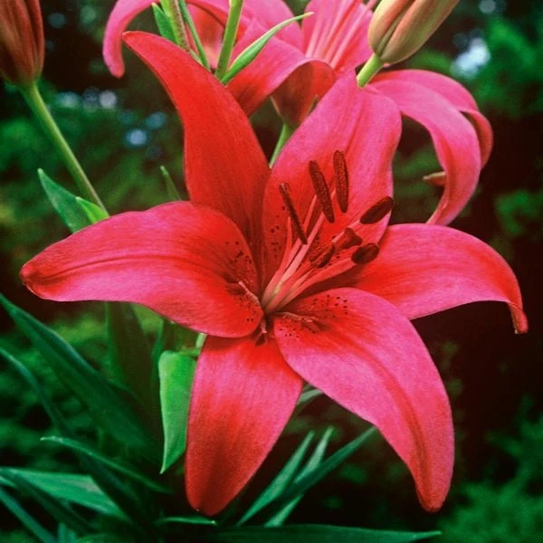 Strawberries & Cream Lilium Mix 10 Strawberries & Cream Lilium Mix - Image 8