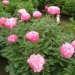 Peony 'Joker' 7 Peony 'Joker' -Garden Bloomy Shop x600 26388