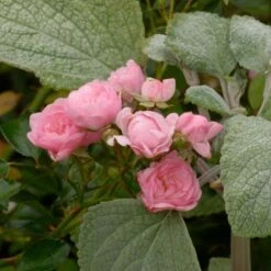 Rose 'The Fairy' -Garden Bloomy Shop x600 26447