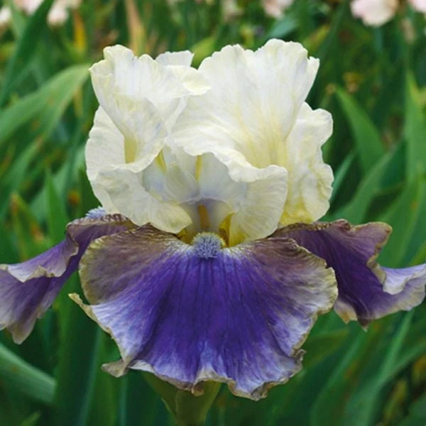 Pride Of The Border Bicolor Iris Collection - 4 Plants 3 Pride Of The Border Bicolor Iris Collection - 4 Plants