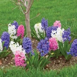 Hyacinthus May Day Bouquet Mix 11 Hyacinthus May Day Bouquet Mix -Garden Bloomy Shop x600 26545