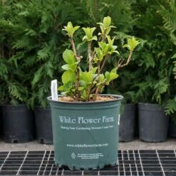 Hydrangea Macrophylla Everlasting® Revolution -Garden Bloomy Shop x600 26579 1