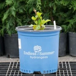 Hydrangea Macrophylla Endless Summer® -Garden Bloomy Shop x600 26581