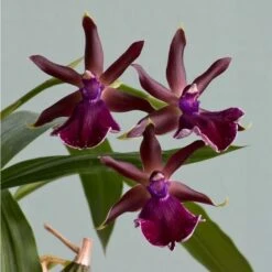 Zygopetalum Orchid 'Red Bird' -Garden Bloomy Shop x600 26582