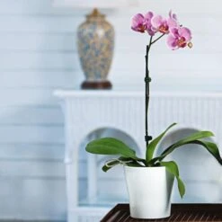 Pink Moth Orchid In 5" White Ceramic Cachepot 7 Pink Moth Orchid In 5" White Ceramic Cachepot -Garden Bloomy Shop x600 26585