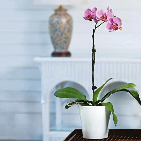Pink Moth Orchid In 5" White Ceramic Cachepot 5 Pink Moth Orchid In 5" White Ceramic Cachepot - Image 3