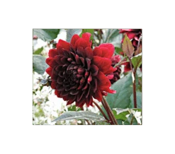 Dahlia 'Karma Choc'