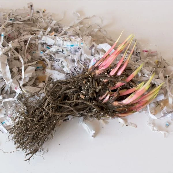 Iris Sibirica 'Caesar's Brother' 10 Iris Sibirica 'Caesar's Brother' - Image 8