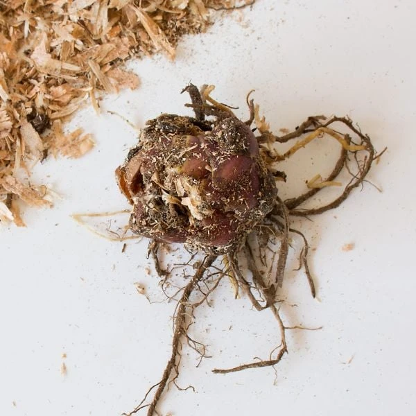 Lilium Naturalizing Mix 6 Lilium Naturalizing Mix - Image 4