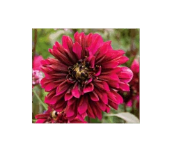 Garden Bloomy Shop 24 Garden Bloomy Shop -Garden Bloomy Shop x600 2666