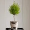 Lemon Cypress Topiary In 5" Birch Cachepot