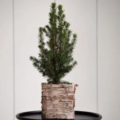 Dwarf Alberta Spruce Tree In 4" Square Birch Cachepot