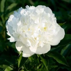 Peony 'Duchesse De Nemours' -Garden Bloomy Shop x600 26873