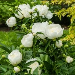 Peony 'Duchesse De Nemours' -Garden Bloomy Shop x600 26879