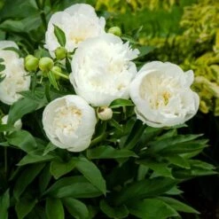 Peony 'Duchesse De Nemours' -Garden Bloomy Shop x600 26887