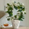 Stephanotis In 5" Ceramic Cachepot -Garden Bloomy Shop x600 26903