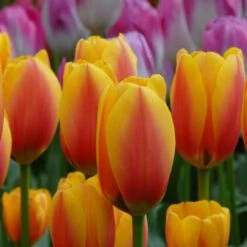 Next Generation Perennial Tulip Mix -Garden Bloomy Shop x600 27075