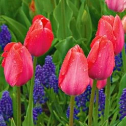 Next Generation Perennial Tulip Mix -Garden Bloomy Shop x600 27076