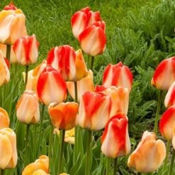 Next Generation Perennial Tulip Mix -Garden Bloomy Shop x600 27078