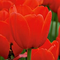 Next Generation Perennial Tulip Mix -Garden Bloomy Shop x600 27080